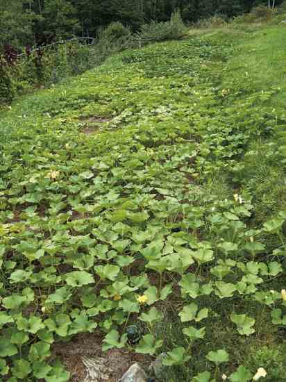 Squash vines overspread the mulch that once grew here, now totally weed-free.